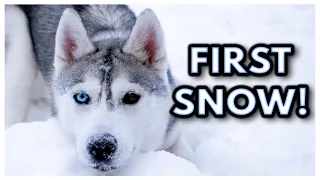 Husky Sees FIRST SNOW of the Year! | She Runs Out WITHOUT her COLLAR! 😱