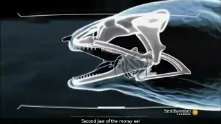 How the second jaw of a moray eel works