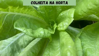 Colheita e Novidade na Horta