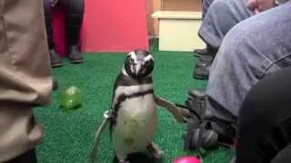 Penguin Encounter at the Shedd Aquarium