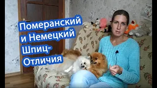 Немецкий и Померанский шпиц- Отличия. Как делятся по размеру немецкие шпицы.