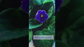 My baby african violet💜 bloomed for the first time😍 #terracegarden #trending #vegetables #natural