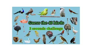 can you guess 40 birds/ 3 second challenge/ Crescent english kids tv