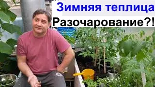 Зимняя теплица.  Разочарование или как!?