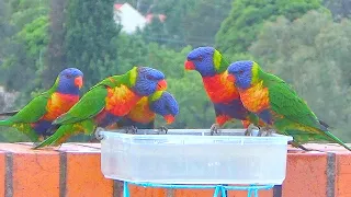 Birds of Australia: 1-hr Bird watching