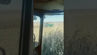 Big corn little cart