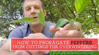 How to Propagate Pepper Plants from Cuttings to Grow over the Winter