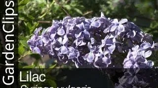 Lilac - Syringa vulgaris - Everything you need to know about Lilacs