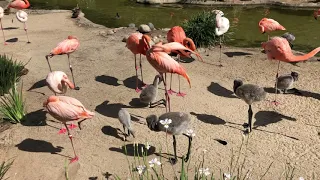 Baby Flamingos San Diego Zoo