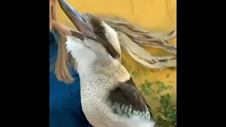 Кукабара птица с человеческим смехом