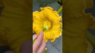 Giant Pumpkin pollination #gardening #asmr #vegetables #plants