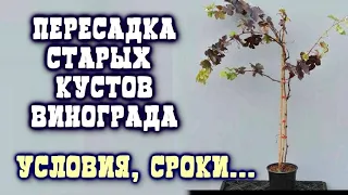 КАК ПЕРЕСАДИТЬ ВЗРОСЛЫЙ КУСТ ВИНОГРАДА.