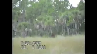 DAVE SHEALY'S 2000 FLORIDA SKUNK APE FOOTAGE