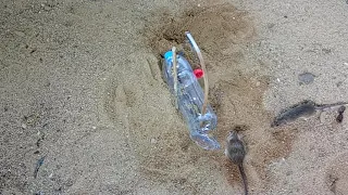 Best Homemade Mouse Trap | Homemade Rat Trap | Mouse Trap | Bottle Rat | Easy Homemade Mouse Trap