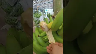 farm satisfying banana ripe for rejection for community#short #highlights #subscribe #kabananavlog