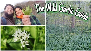 How To Forage Wild Garlic - Identification, Health Benefits & Mythology 🌱