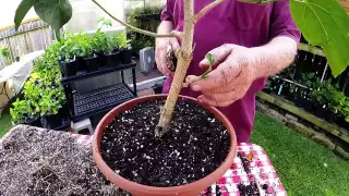 Repotting Hibiscus