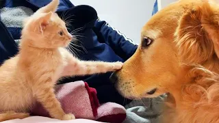 CATS vs DOGS! Love and hate! Compilation of funny cats and dogs for a good mood! 🤣