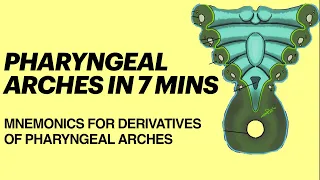 Pharyngeal arches embryology in 7 mins | Mnemonics for derivatives of pharyngeal arches |MBBS 1st yr