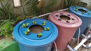 DIY : How to build simple RAS system for catfish ponds using bucket || Aquaponic system (Part 2)