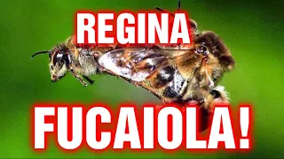 Apicoltura CD: Ape Regina fucaiola, recuperiamo la situazione!