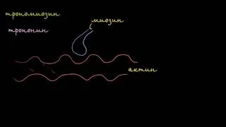 Тропомиозин и тропонин и их роль в управлении сокращением мышц