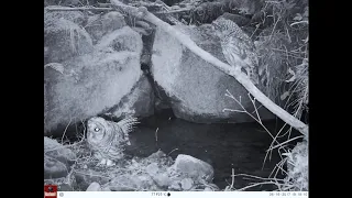 Two Barred Owls