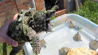 Alligator turtle helps these baby turtles eat!!😨