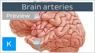 Arteries of the brain: lateral and medial views (preview) - Human Neuroanatomy | Kenhub