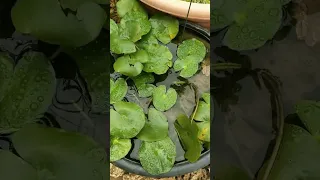 Water Plants | Lotus | Hycinth.  #durganurseryandplantation