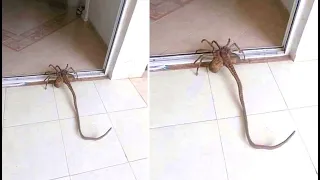 This Woman Keeps Discovering These Giant Spiders In Her Home And Can't Explain What They Are