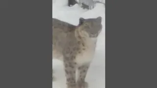 Снежный барс из зоопарка ЛИМПОПО 🐆 Январь 2022