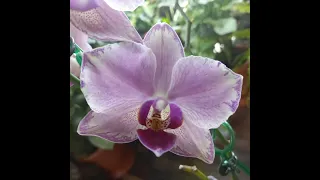#shorts Орхидея первое домашнее цветение🌸Пират Пикоти полный роспуск🌸Снова цветёт летом🌸Фаленопсис