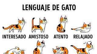 5 Maneras De Ser Amigo De Tu Gato