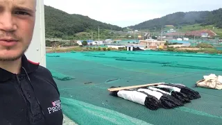 Работа в Южной Корее 2021 Сбор ташимы
