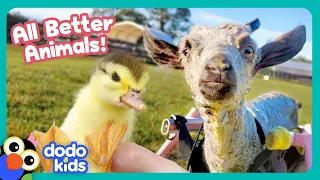 Wobbly Goat, Tripping Duck And 3-Legged Cow Need Our Help! | Dodo Kids | All Better