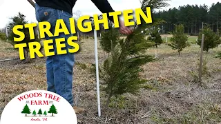 The BEST TOOL for Straightening Crooked or Leaning Trees