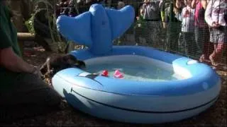 Longleat Baby Otters Go Quackers for a Swim!