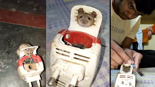 please don't kill these baboons destitute,Rat's throat stuck in thick machine #rat#video