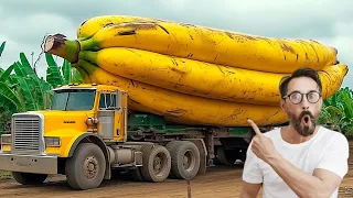 EU VISITEI A BANANA GIGANTE QUE QUEBROU O RECORDE DE MAIOR FRUTA JÁ ENCONTRADA NO PLANETA