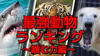 対決!!世界最強動物ランキング~咬合力編~（噛む力）