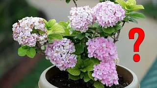 FIX - Common Hydrangea Problems and Organic Solutions