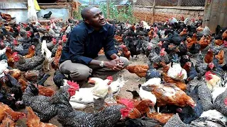 HOW TO START A FREE RANGE POULTRY/CHICKEN FARM