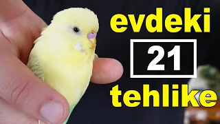 21 Household Hazards For Pet Birds