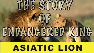 The Endangered King  Documentary | A Story of Asiatic Lion