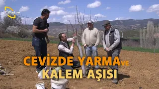 Cevizde Yarma ve Kalem Aşısı - Maksat Üretmek