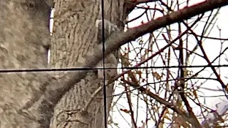 Squirrel hunting with scope cam