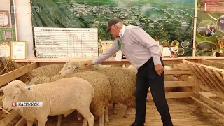 В Дагестане открылась 23-я Российская выставка племенных овец и коз