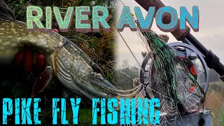 River Avon pikes / river pike fly fishing