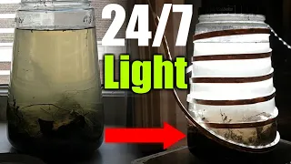 Making an Ecosphere that Constantly Receives Light 24/7